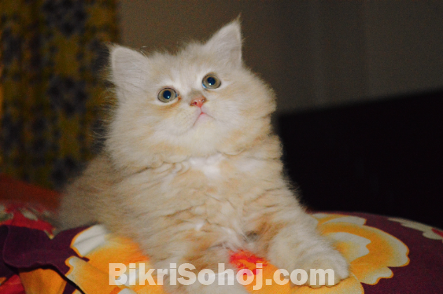 Traditional Persian cat
